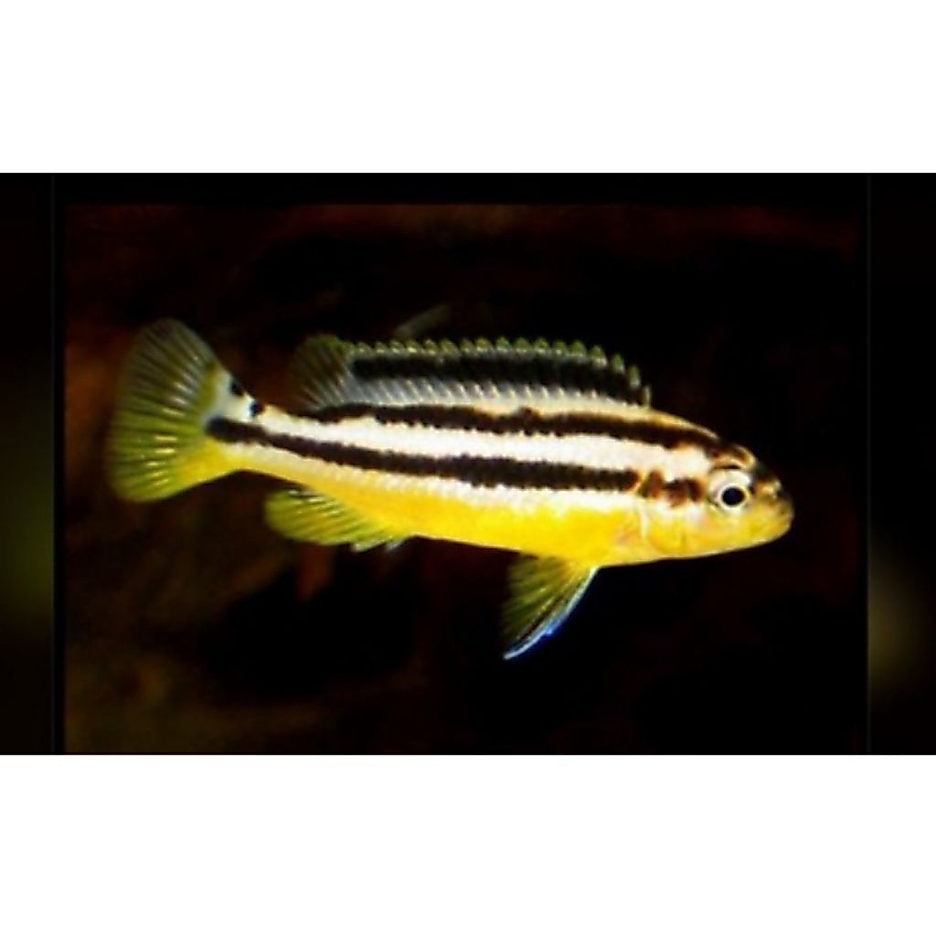 Ikan cichlid niasa