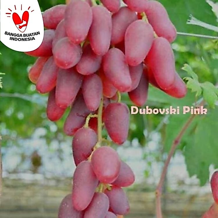 Ori! Bibit Anggur Dubovski Pink Grafting - Doboski Pink - Anggur Merah