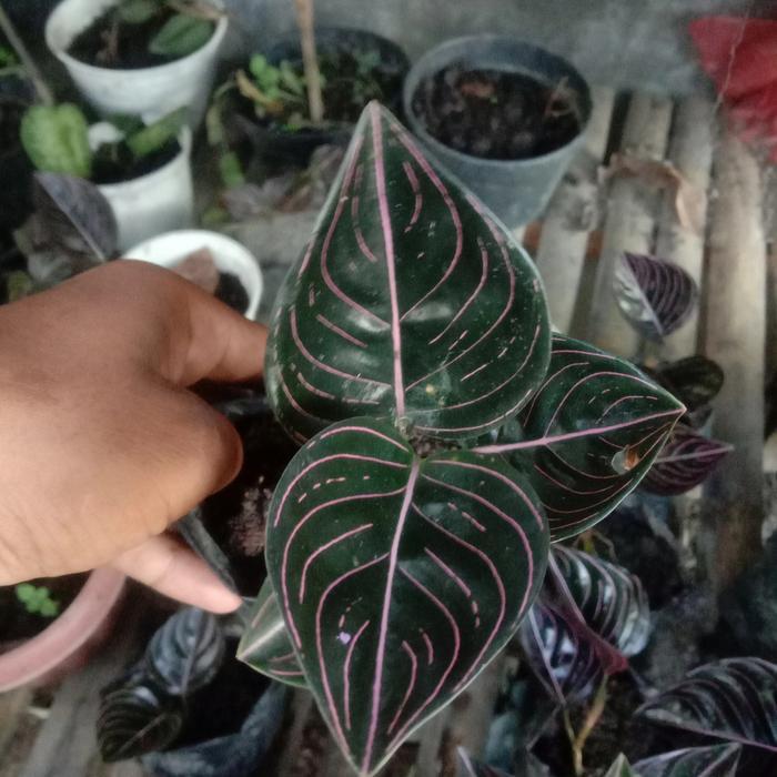 Aglaonema Rotundum Aceh Anakan