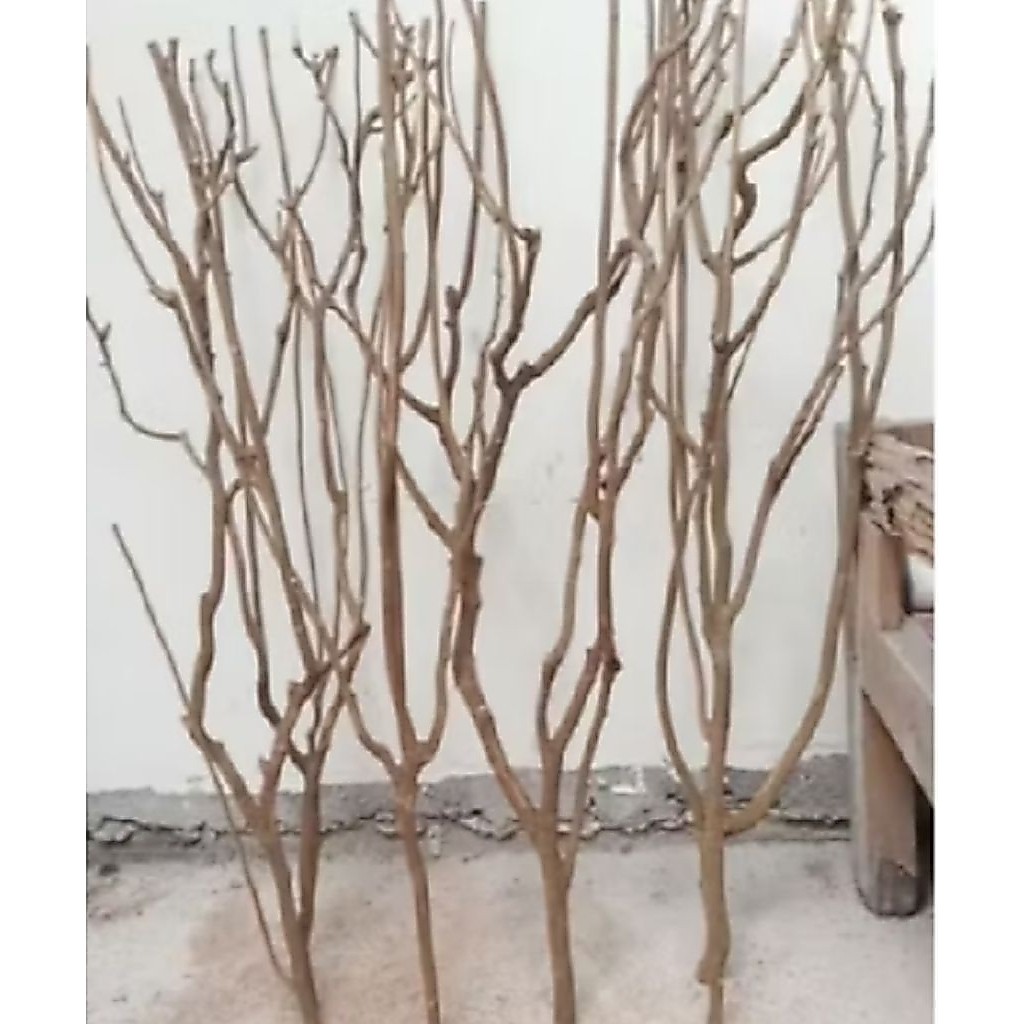 Ranting kayu bercabang/tinggi 170cm/ranting kayu untuk hiasan dekorasi rumah