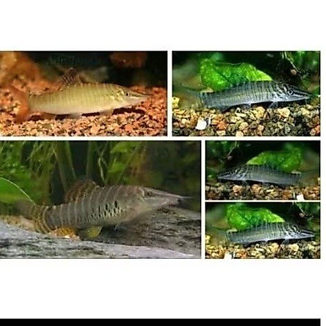 GREEN BOTIA UKURAN 6-7 CM