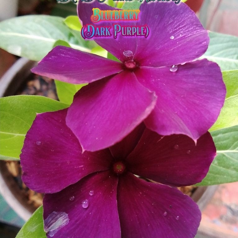Vinca Seed_biji bunga vinca BLUEBERRY(DARK PURPLE)