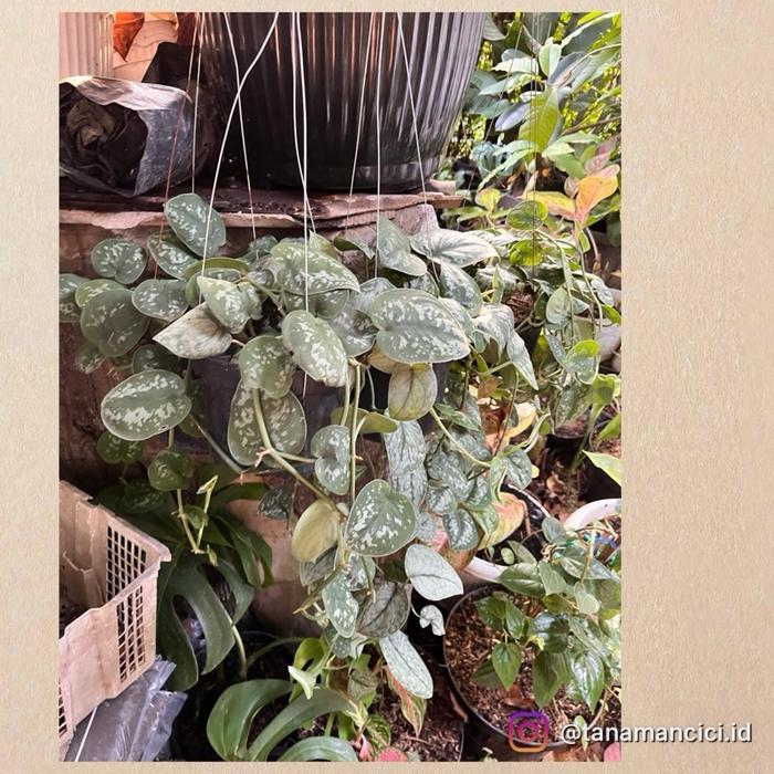 Scindapsus pictus rimbun on turus - gantung