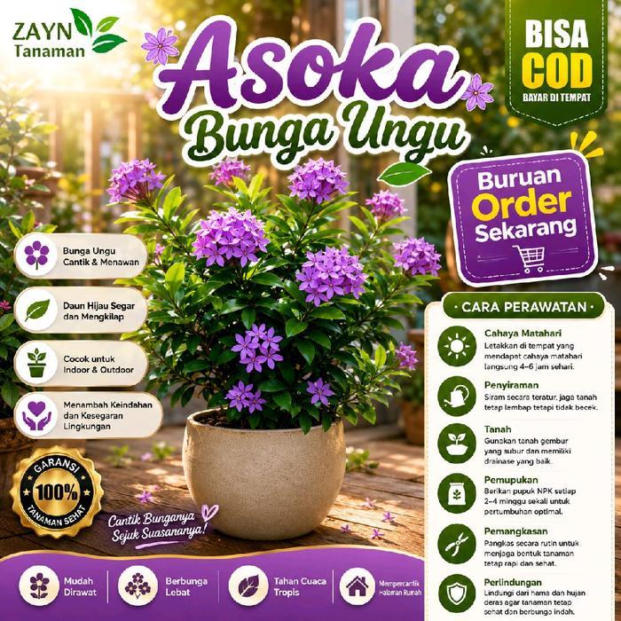 Tanaman Hias Asoka Bunga Ungu - Tanaman Asoka Jambon - Asoka Bunga Ungu