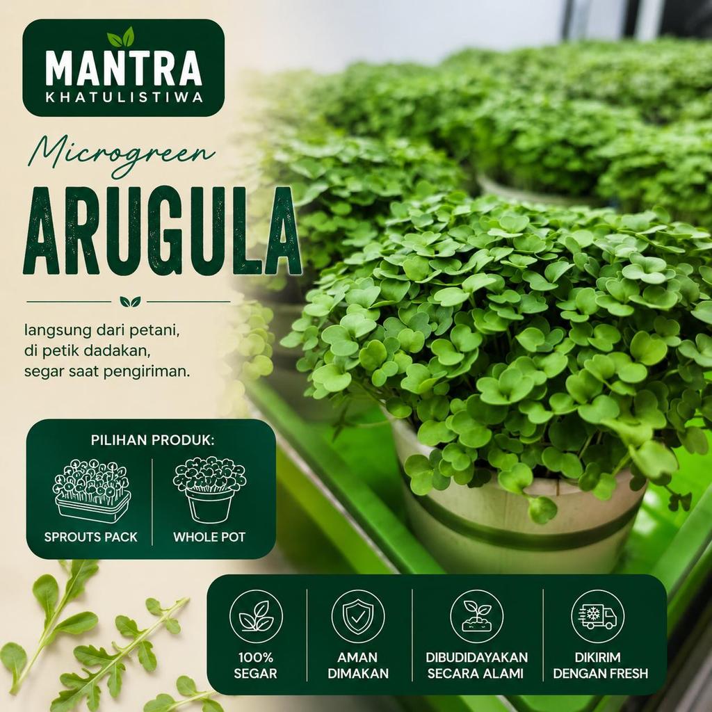 MICROGREEN ARUGULA GARNISH MICROGREENS FRESH SETIAP HARI AMAN DIMAKAN