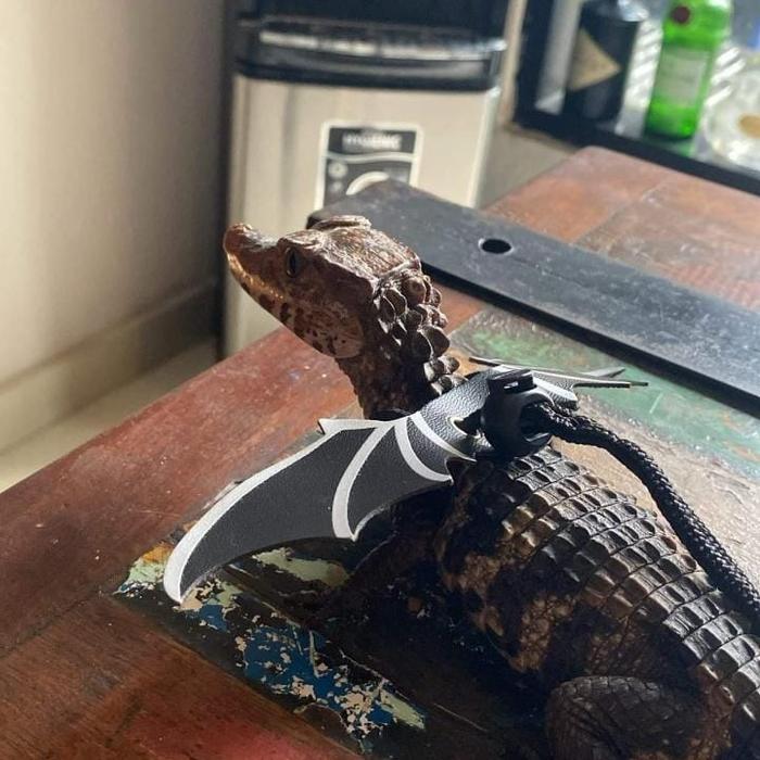 READYY GE buaya cuvier dwarf caiman baby