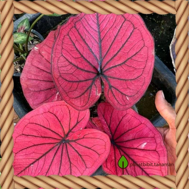 Tanaman hias Caladium Keladi Red Guardian bibit Bonggol