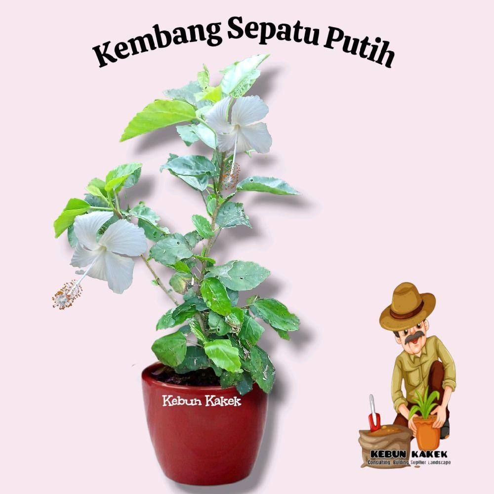 Tanaman Kembang Sepatu Bunga Putih / Bunga Sepatu Putih / Bbibit Tanaman Kembang Sepatu Putih