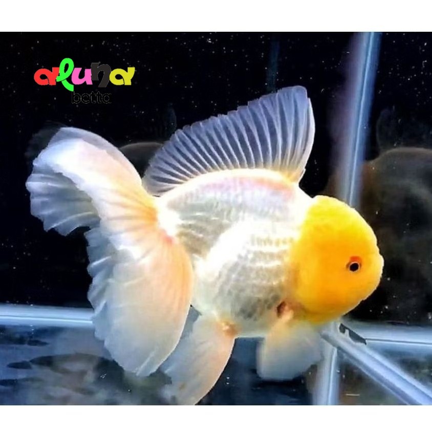 Koki Oranda Hitam Putih ISI 2 Pcs Sehat Lincah Akuarium 5-7 CM