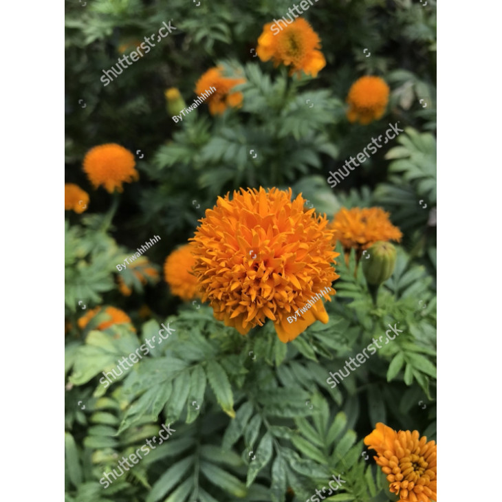 Biji Benih Bibit Biji Benih bunga KENINGKIR