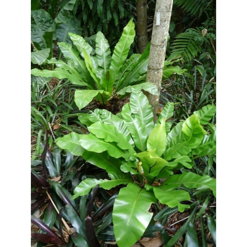 TANAMAN HIAS KADAKA GANTUNG - TANAMAN HIAS INDOOR & OUTDOOR