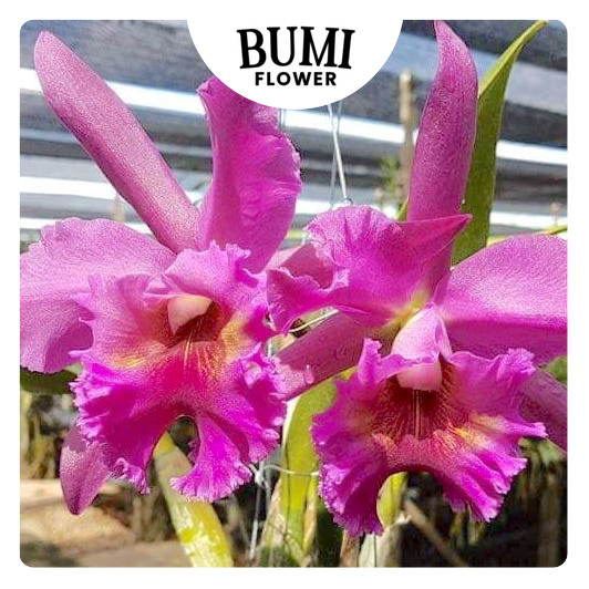 Anggrek Thamai Glory 'clone #002' CATTLEYA TAIWAN remaja / dewasa (sudah berbunga berkali-kali) - BU