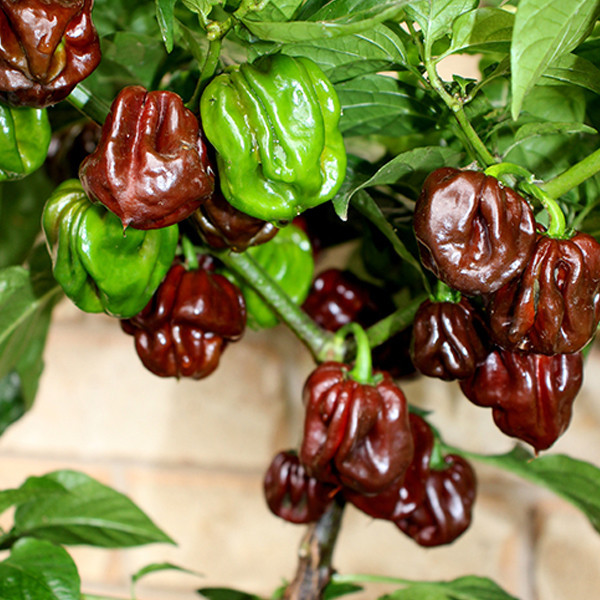 Bibit Tanaman Sayuran Paprika Unggul Mix High Quality Isi 50 Benih Cocok Dataran Rendah