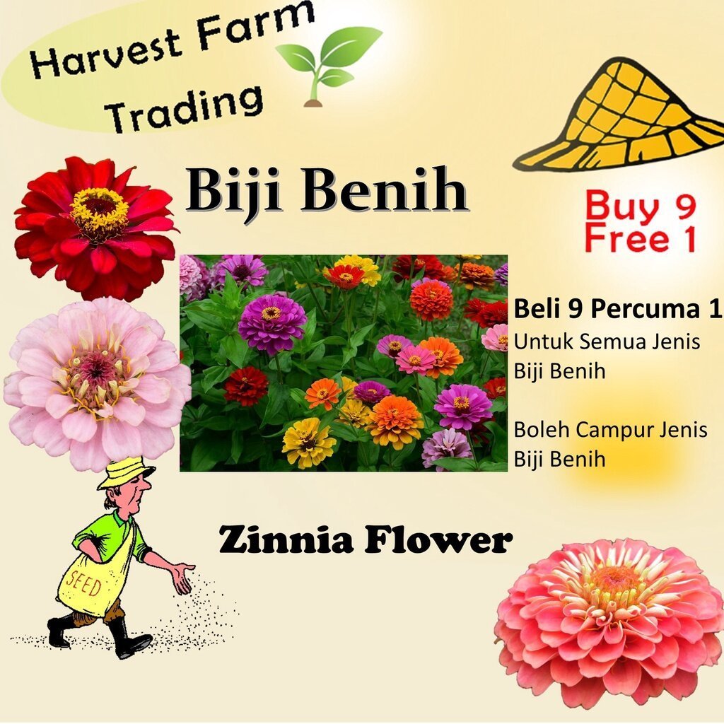 100Pcs +- Biji Benih Bunga Zinnia Flower seeds Zinnia Flower Seeds Benih Bunga Zinnia Zinnia Flower 