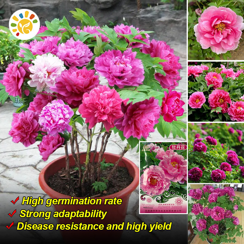 100% Asli Biji Bunga Peony Balkon Pot Peony Bonsai Benih Berkebun Tanaman Berbunga Benih