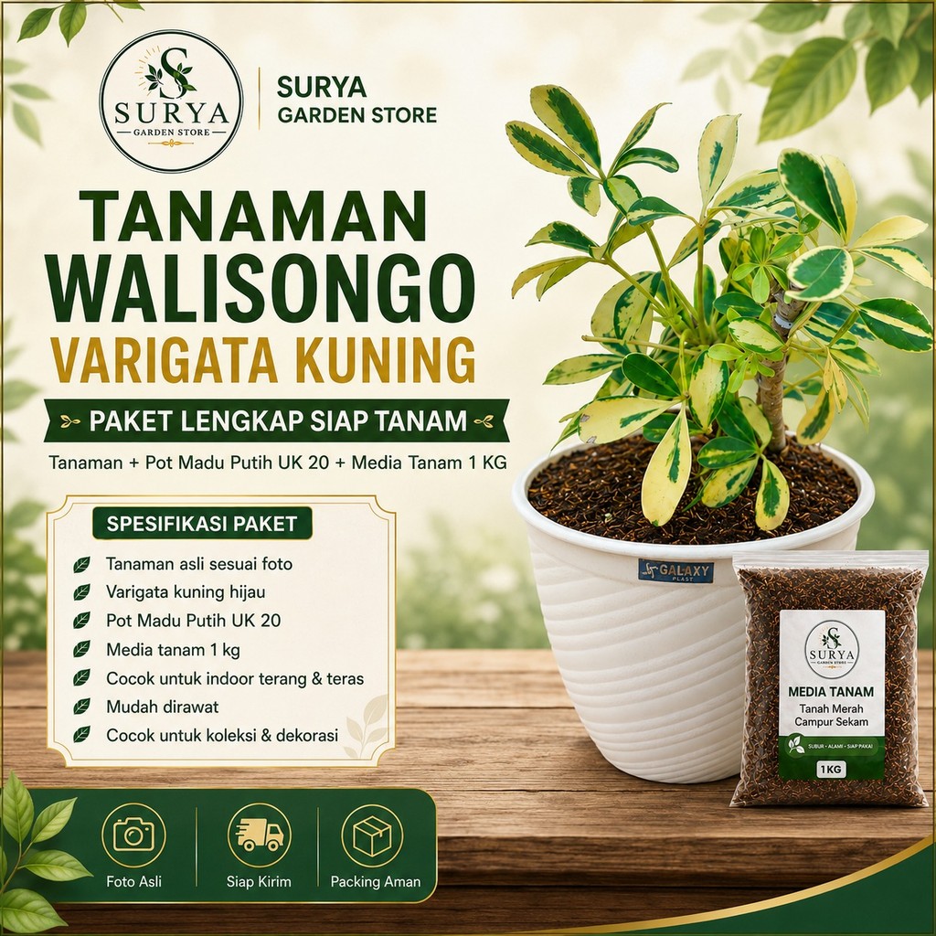 Tanaman Hias Walisongo Berkualitas Tinggi tanaman walisongo varigeta a2 -suryagardenstore