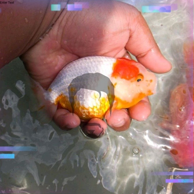 hiasan aquarium Rancu jambul n size 9-11rw