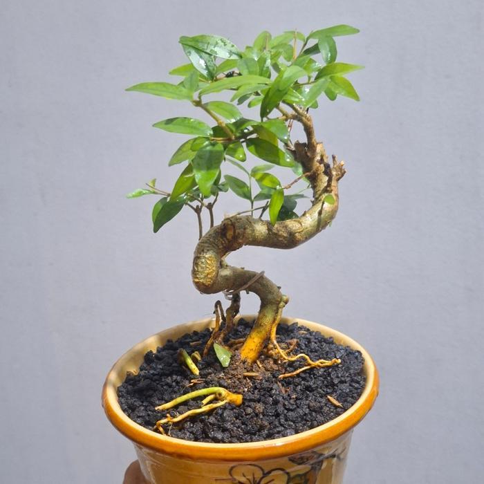 Bonsai Mame Anting Putri