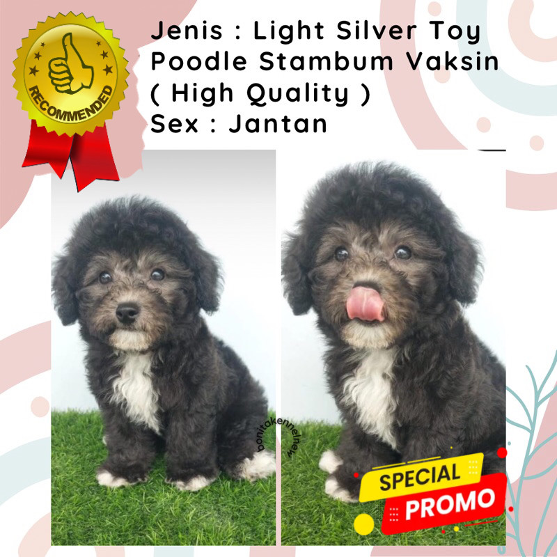 Anak Anjing Silver Toy Tiny Poodle Stambum Jantan Betina Poodle Silver