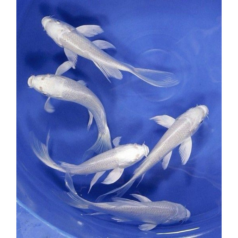 TOP paket 6 ekor koi platinum slayer berkualitas