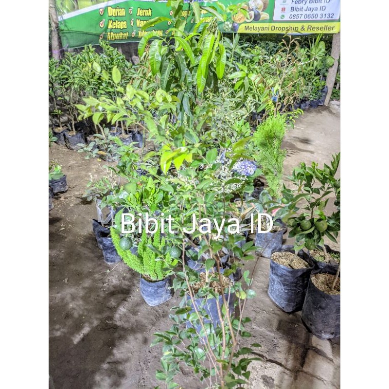 Bibit Anggur Brazil Ketinggian 1 Meter Siap Berbunga