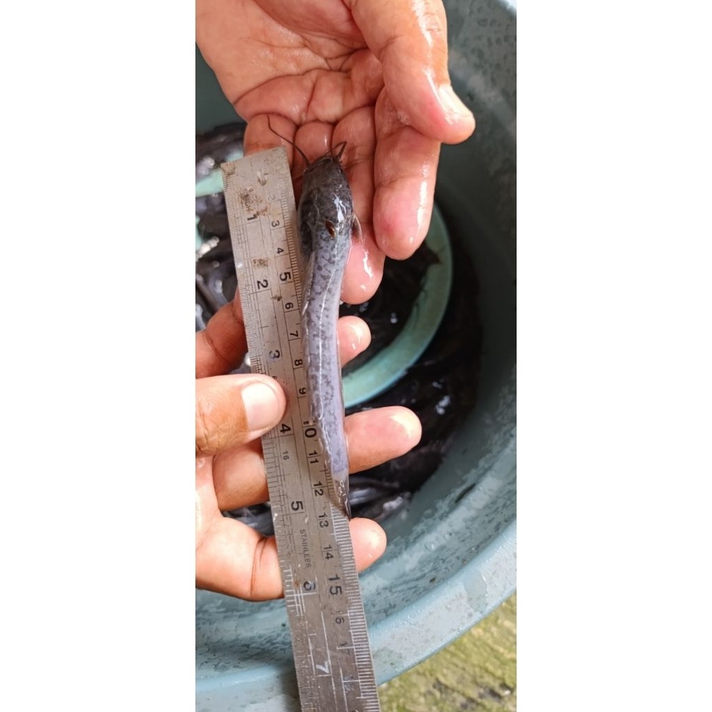 HALHIMAH Bibit Lele Sangkuriang Ukuran 112 Isi 100 Ekor