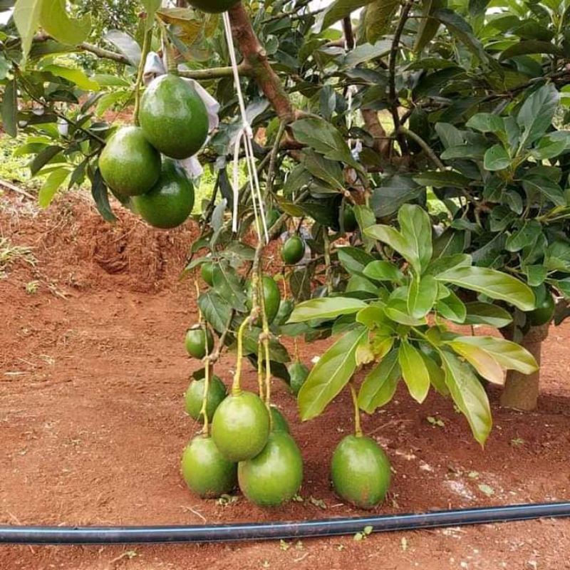 bibit alpukat pluwang bisa berbuah didalam pot -bibit buah-tanaman-pohon-tanaman buah .