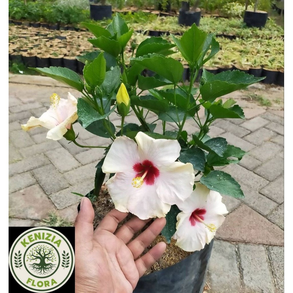 BIBIT TANAMAN KEMBANG SEPATU BUNGA PUTIH//POHON KEMBANG SEPATU