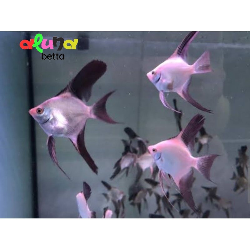 ikan hias  manfish BSP size s bergaransi