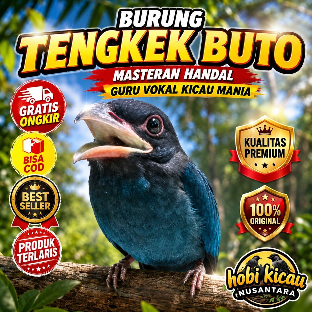 Burung Tengkek Buto gacoran masteran handal