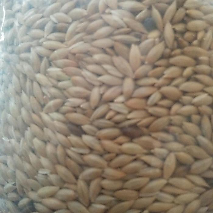 Khusus Gosend Kenari Seed - Biji Pakan Kenari Kiloan