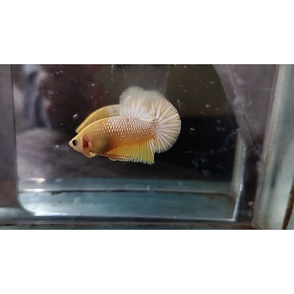 cupang fccp yellow 50 ekor (partaian)