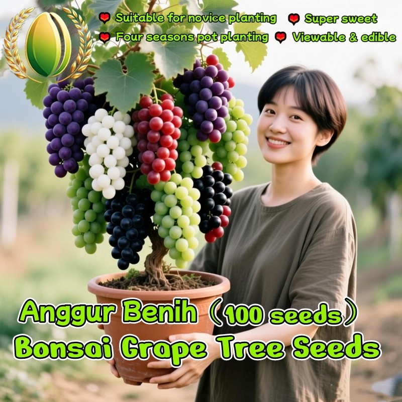 100 Biji Anggur Manis Segar Untuk Menanam Buah-buahan, Biji Tanaman Anggur, Biji Pohon Anggur Grape 