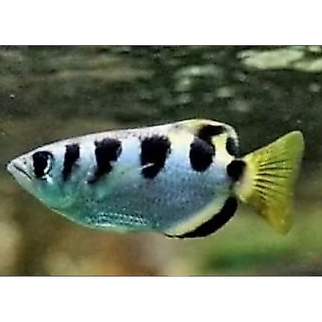 ARCHER FISH IKAN HIAS SUMPIT PER EKOR