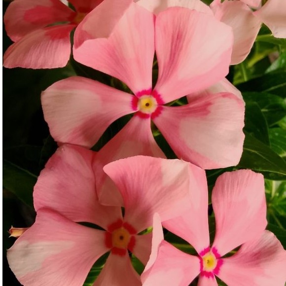 Vinca Seed_biji bunga vinca BATIK PEACH