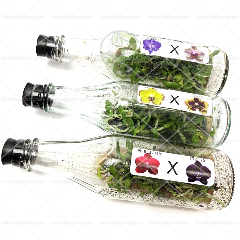 BIBIT ANGGREK BULAN BOTOL | anggrek bulan botol | anggrek bulan botolan