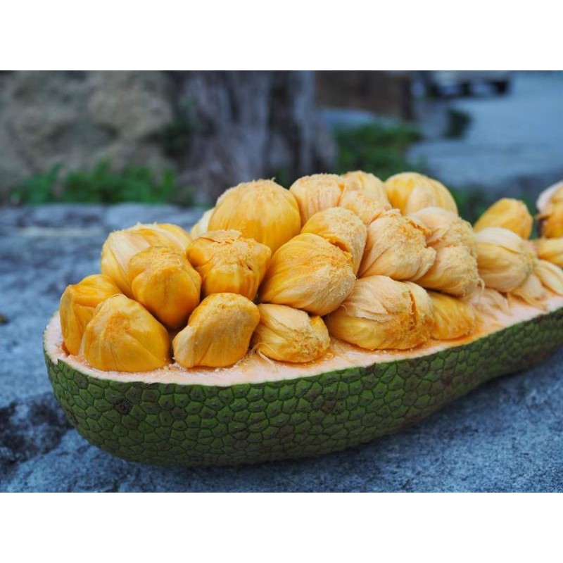 Buah Cempedak madu 1 buah fresh manis buah segar