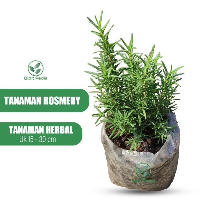 Tanaman Rosemary Rempah Bibit Daun Rosemary Segar Hidup
