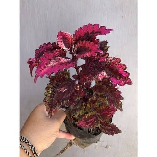 Tanaman Hias Miana Ekor Naga Merah & Kuning Bunga Hias Miana Ekor Naga - Ekor Naga Yelow - Ekor Naga