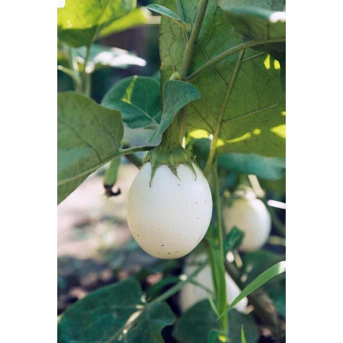 10 BUTIR BIJI / BENIH TERONG EASTER EGG / TERONG TELUR PUTIH