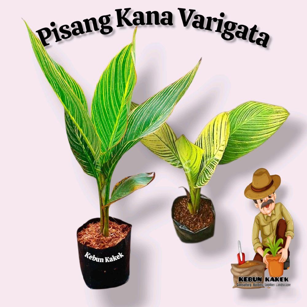 Tanaman Hias Pisang Kana Varigata / Tanaman Hias Hidup Pisang Kana Bunga Kuning