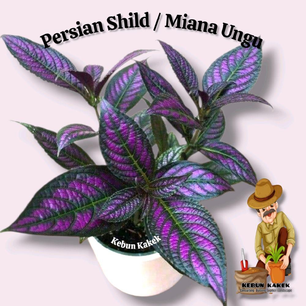 Tanaman Miana Ungu / Tanaman Hoas Persian Shild Miana Ungu / Tanaman Hidup Minana Ungu / Daun Miana 