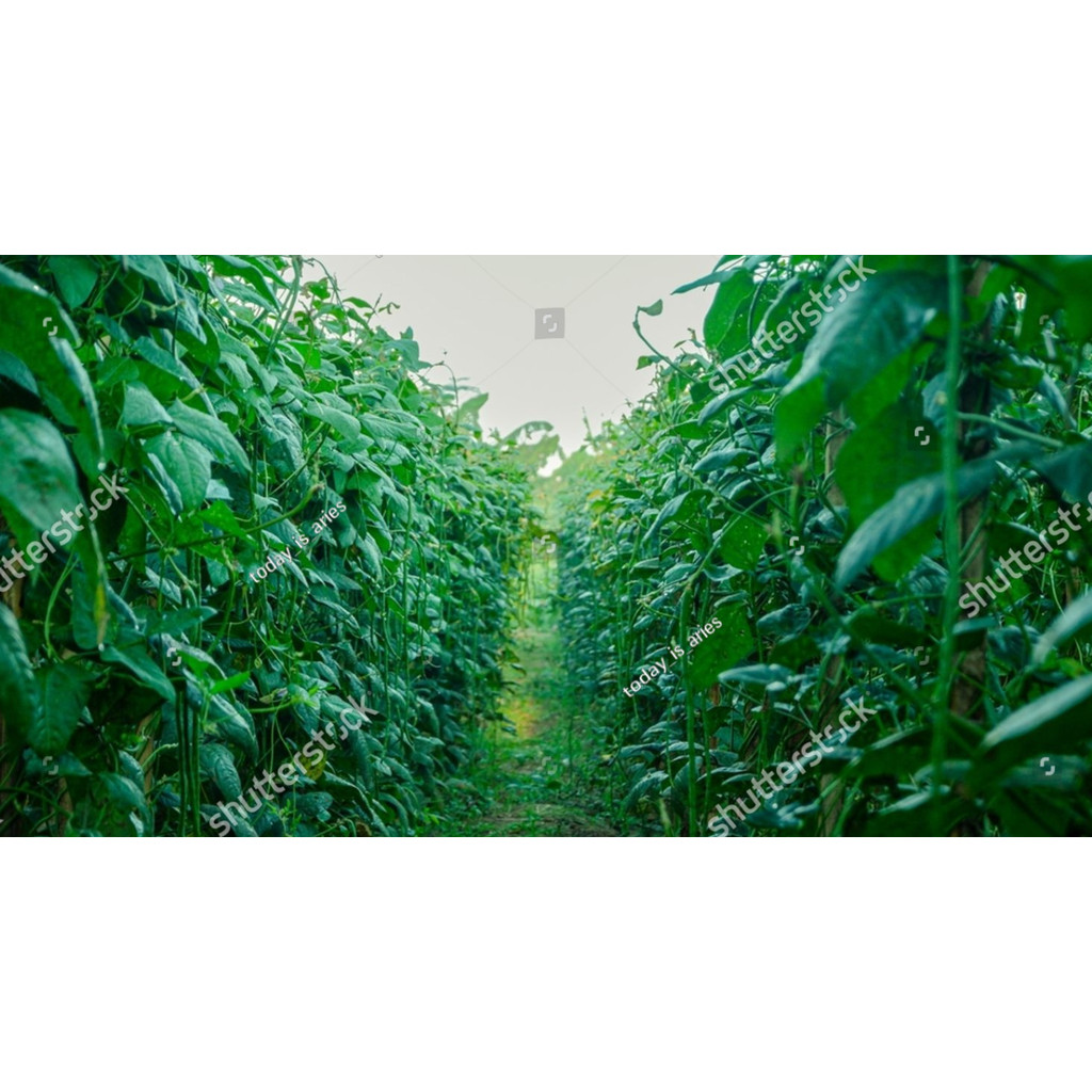 PLB Benih Bibit Kacang Panjang Unggul