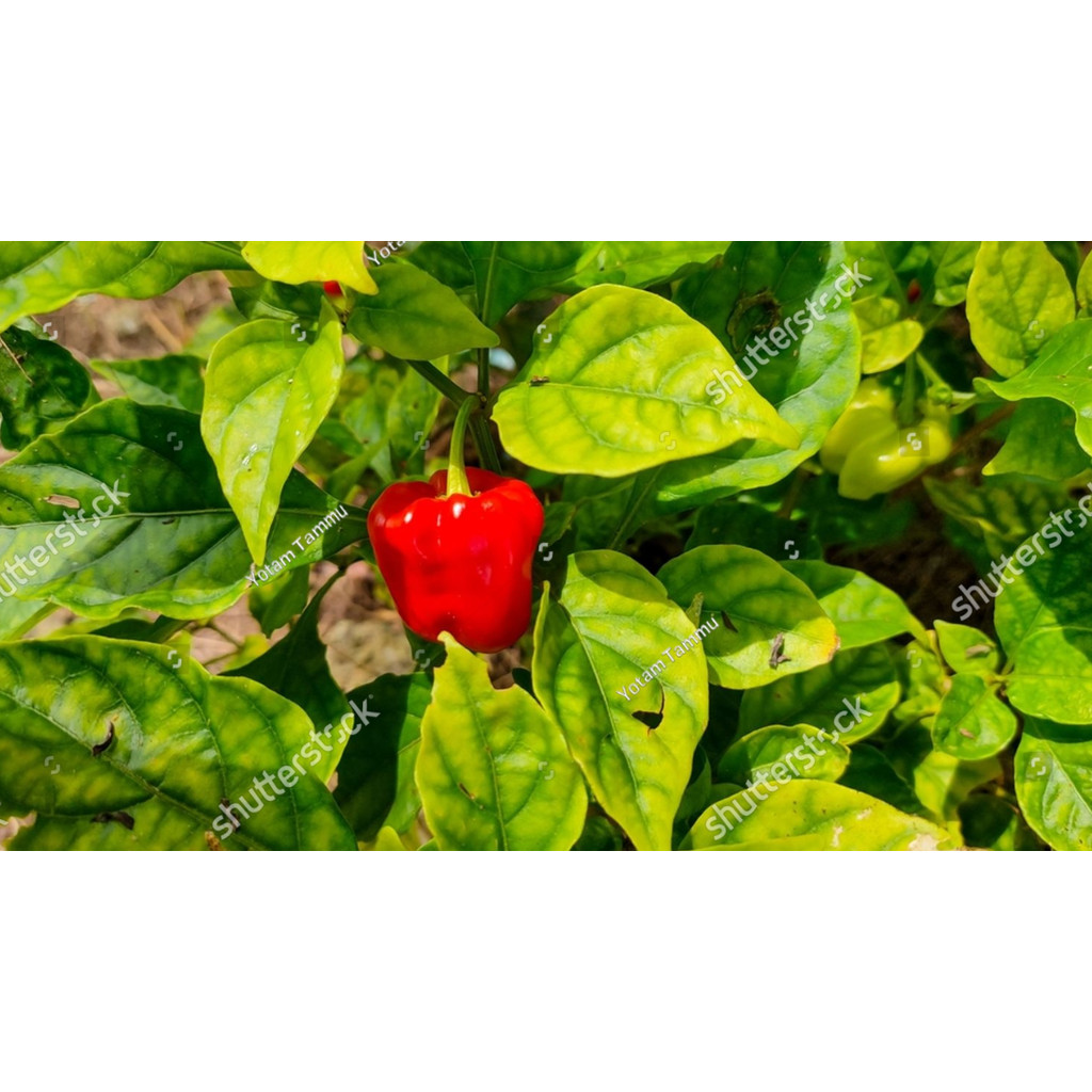 BDG Benih Biji Cabai Katokkon