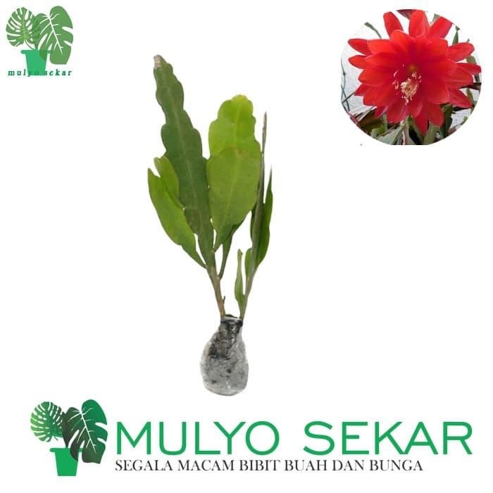 wijaya kusuma merah ackermannii Epiphyllum Orchid cactus bunga besar homesweet colection