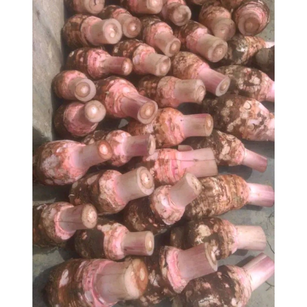 Umbi Talas Bogor Ungu Segar Umbi Talas Pratama P3 Talas Ketan Pulen