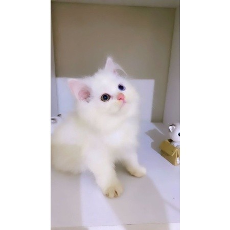 Kucing Persia Mata Odd Eye