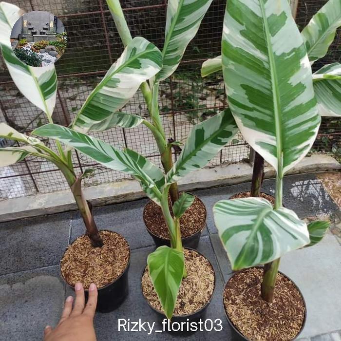 tanaman hias pisang variegata promo - pohon pisang varigata