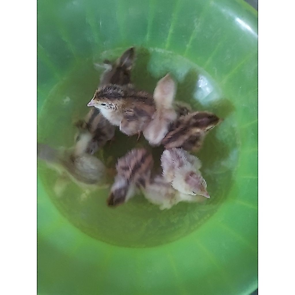 DOC anak puyuh pakan predator Frozen beku 10