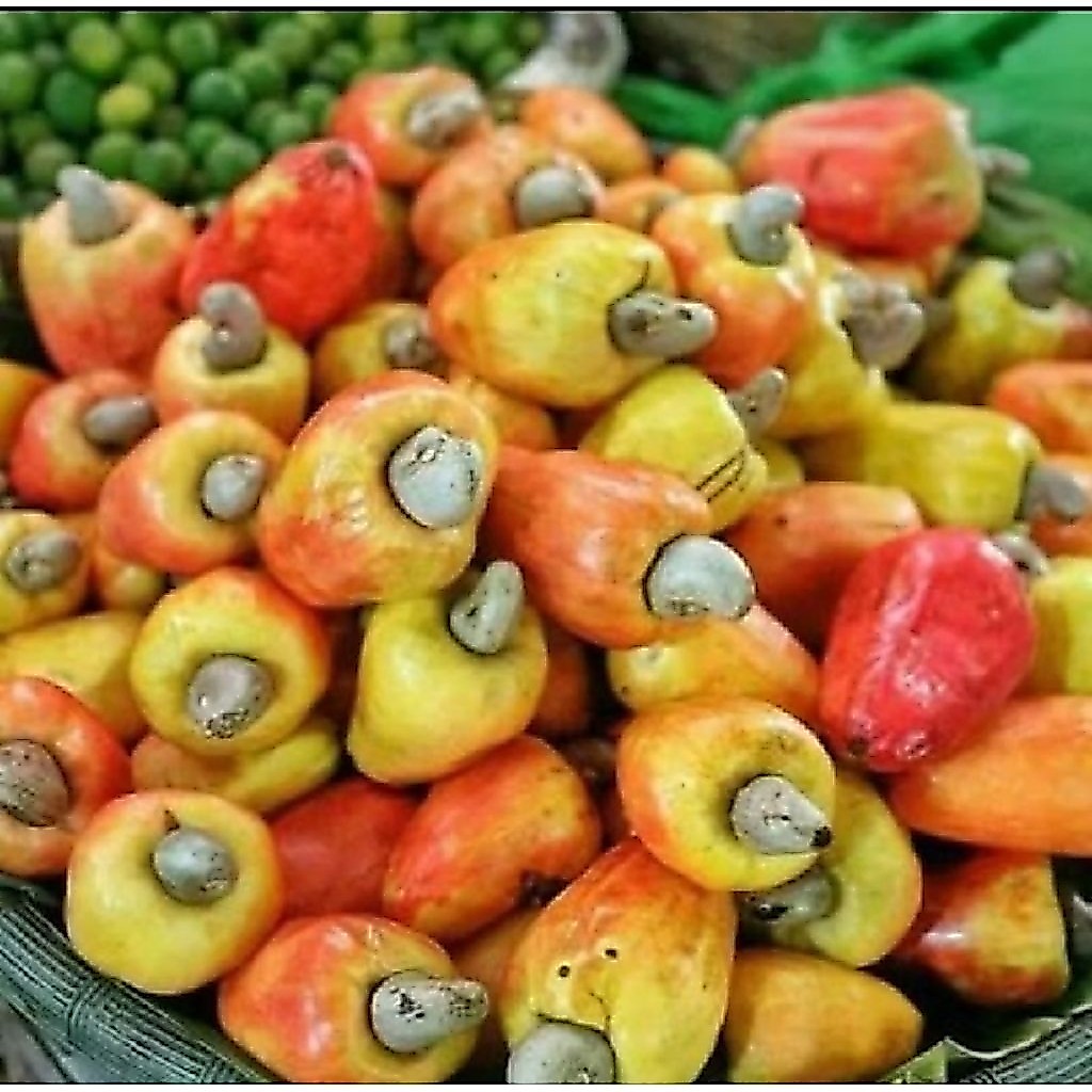 jambu mete / jambu monyet